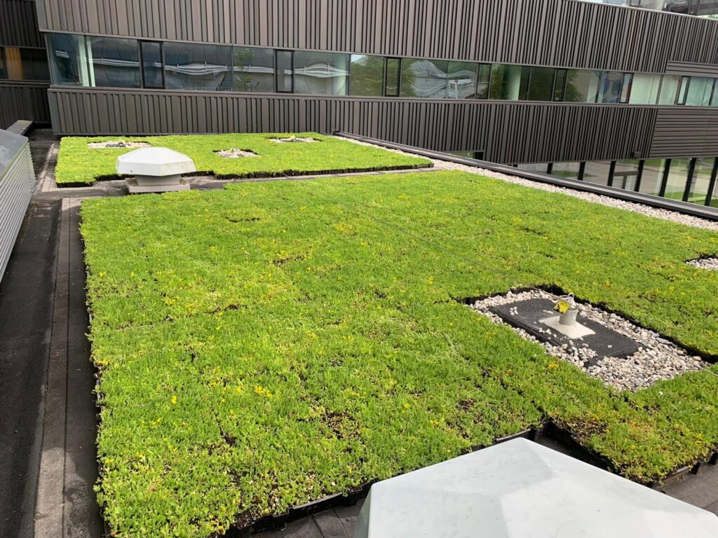 Groendak met sedum